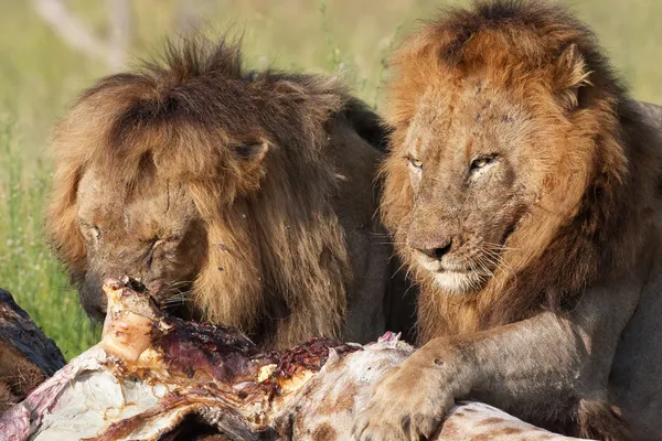 Zwei Löwen (Panthera leo) in der Savanne lizenzfreie Stockbilder