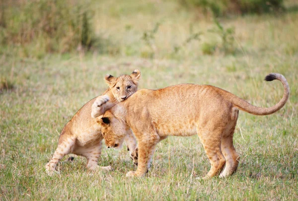 Löwenjunges (Panthera leo) aus nächster Nähe Stockfoto