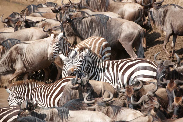 Rebanho de zebras (Equipas Africanas) e gnus azuis (Connochaete Fotos De Bancos De Imagens