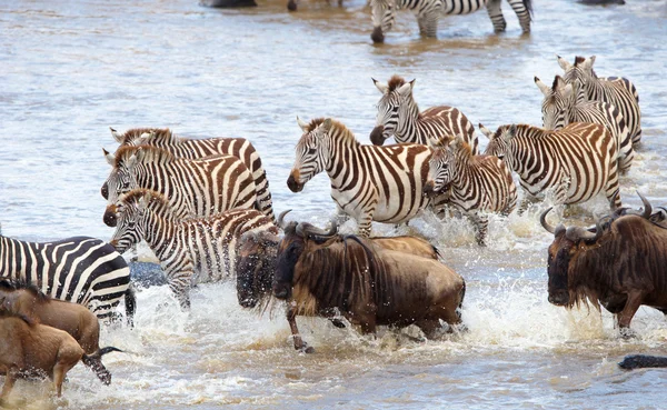 Herde von Zebras (Afrikanische Einhufer) und Blaugnus (Connochaete) Stockfoto