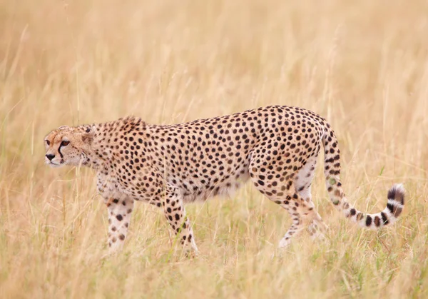 Gepard (acinonyx jubatus) in der Savanne lizenzfreie Stockbilder