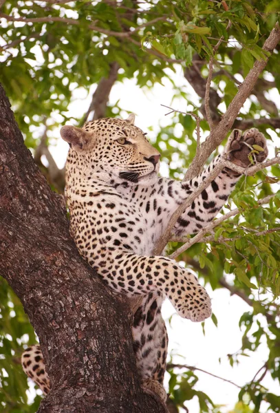 Леопард лежит на дереве Стоковое Изображение