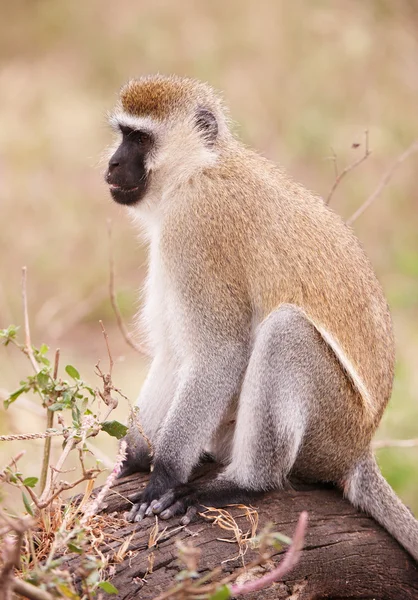 Kara yüzlü vervet maymun Güney Afrika Stok Resim