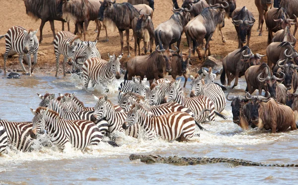 Herde von Zebras (Afrikanische Einhufer) und Blaugnus (Connochaete) Stockbild