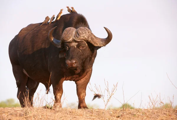 Buffalo (Syncerus caffer) vahşi Stok Resim