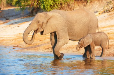 Large herd of African elephants clipart