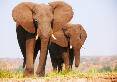 Herd of African elephants clipart