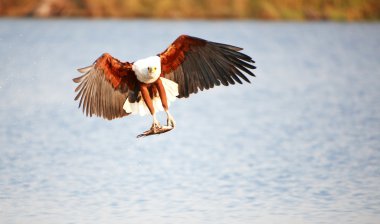 African Fish Eagle (Haliaeetus vocifer) clipart