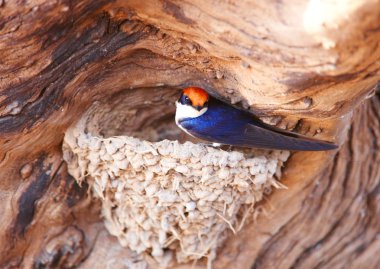 Wire-tailed Swallow (Hirundo smithii) clipart