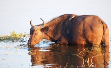 Buffalo (Syncerus caffer) vahşi