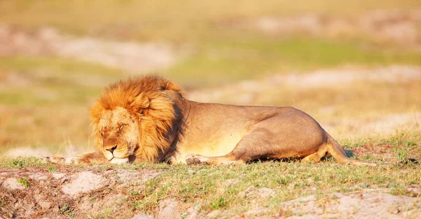 Lion (panthera leo) in savanna — Stock Photo, Image