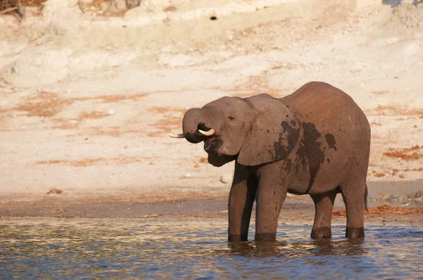 Grande elefante africano — Foto Stock