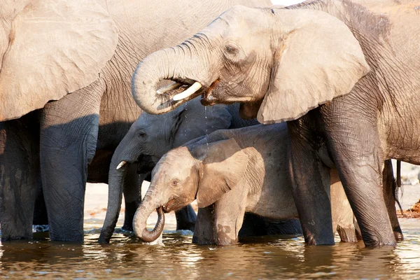 Grande mandria di elefanti africani — Foto Stock