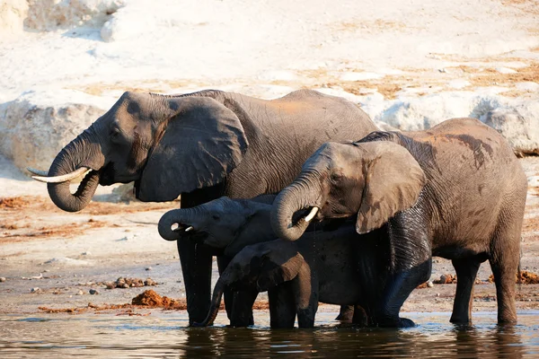Velké stádo slonů afrických — Stock fotografie