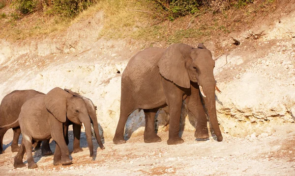 Velké stádo slonů afrických — Stock fotografie