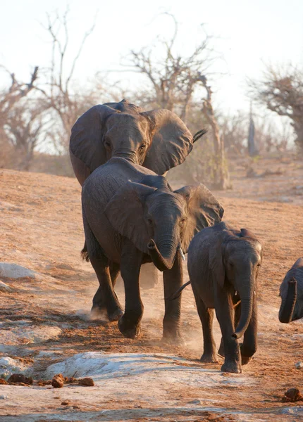 Large African elephant bull — Stock Photo, Image