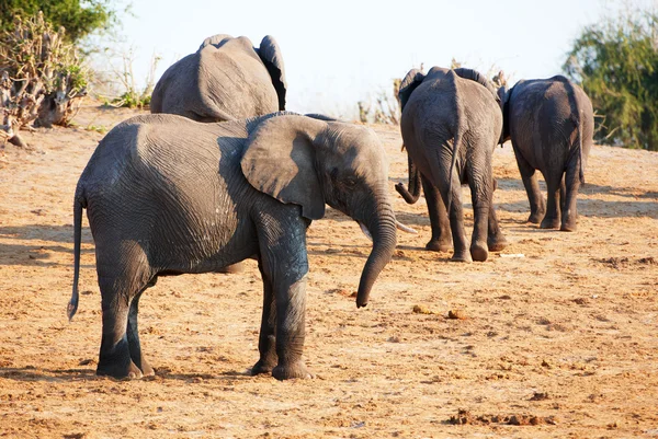 아프리카 코끼리의 큰 무리 — 스톡 사진