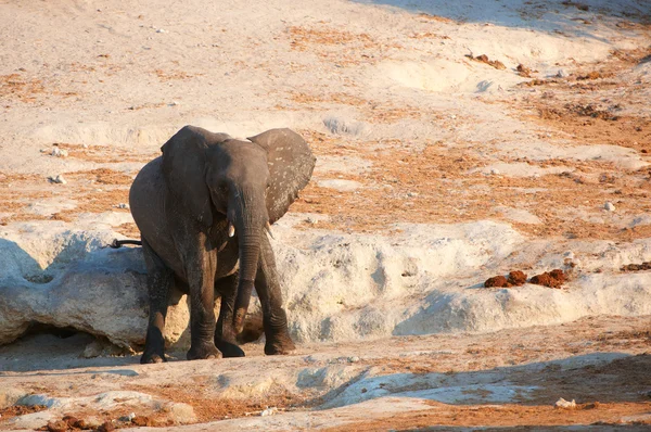 Pequeno bezerro elefante africano — Fotografia de Stock