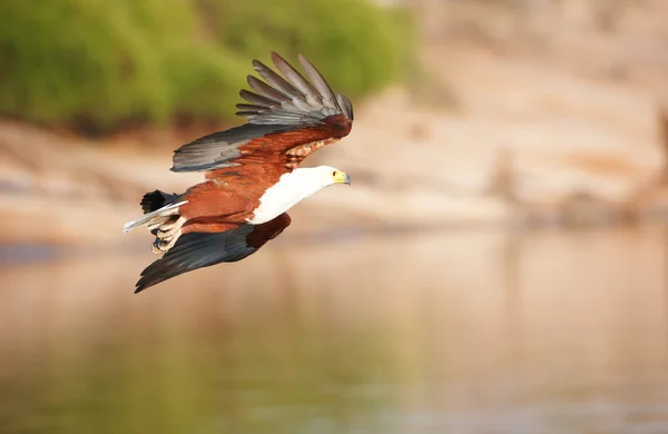 Aquila pescatrice africana (Haliaeetus vocifer) — Foto Stock