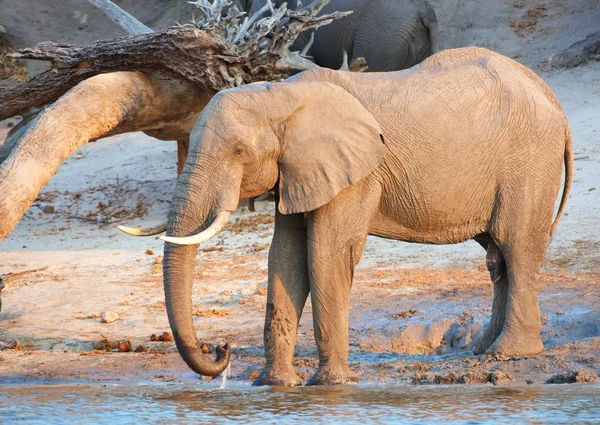 Afrikai elefánt csorda nagy — Stock Fotó