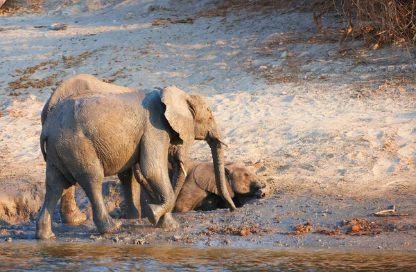 Grand troupeau d'éléphants d'Afrique — Photo