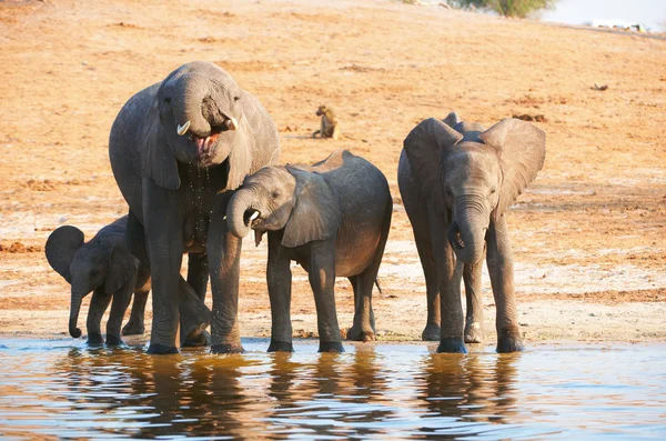 Великі стада африканські слони — стокове фото