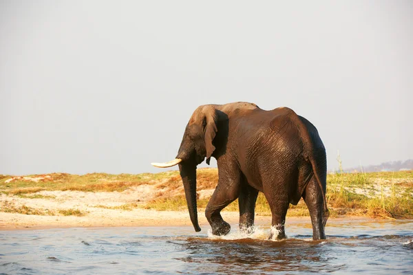 Büyük Afrika fili boğa — Stok fotoğraf