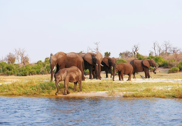 아프리카 코끼리의 큰 무리 — 스톡 사진