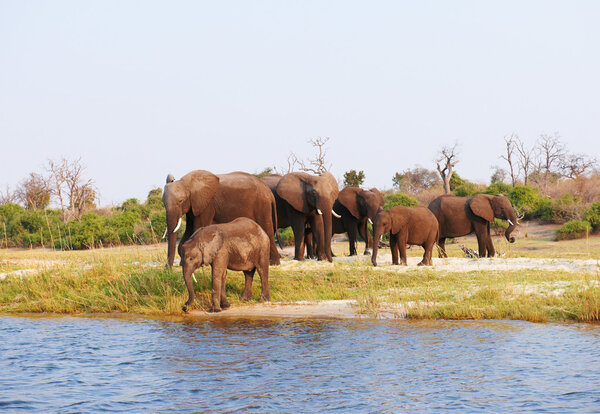 Large herd of African elephants (Loxodonta Africana) drinking from the river in Botswana
