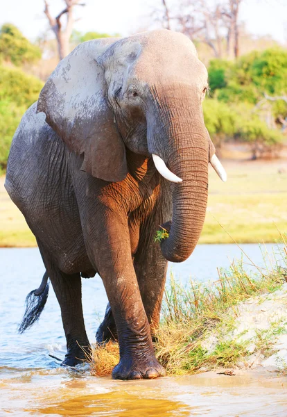 Grande touro elefante africano — Fotografia de Stock
