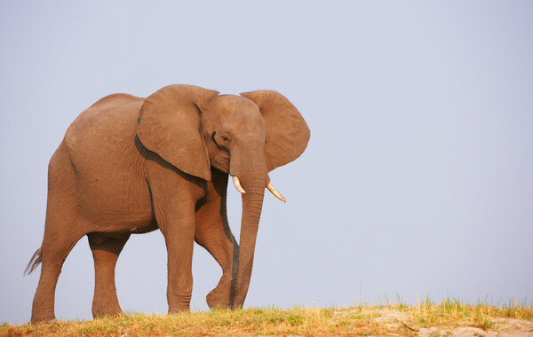 Large African elephants (Loxodonta Africana) standing in savanna in Botswana