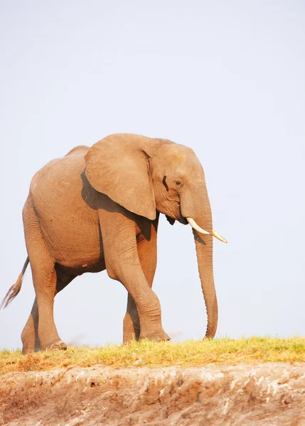 Stor afrikansk elefant tjur — Stockfoto