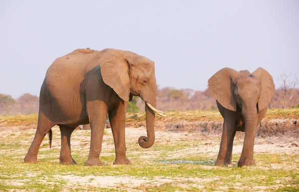 Stora afrikanska elefanter — Stockfoto