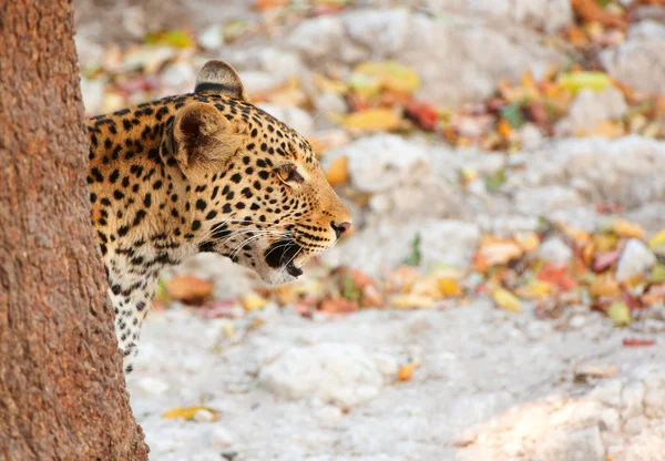 Λεοπάρδαλη που κάθεται στο γρασίδι — Φωτογραφία Αρχείου