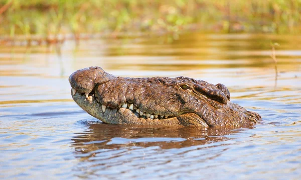Крокодил (крокодил niloticus ) — стокове фото