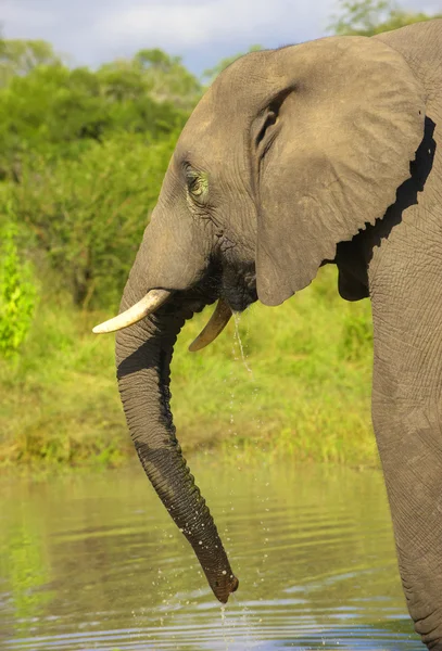Großer Elefantenbulle — Stockfoto