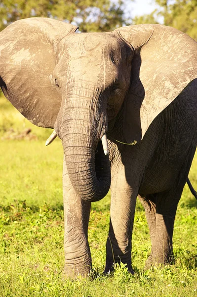Großer Elefantenbulle — Stockfoto