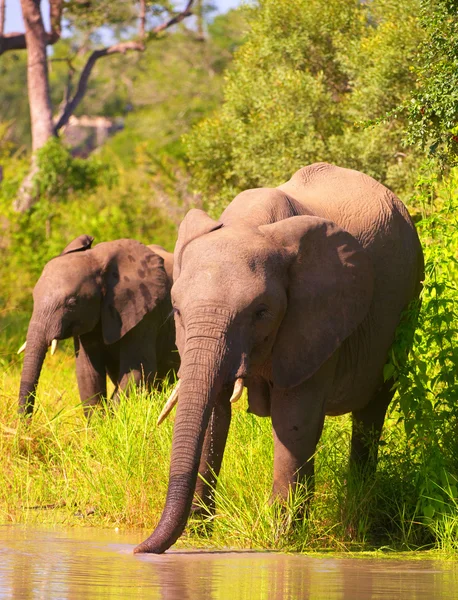 Güney Afrika'da iki fil — Stok fotoğraf