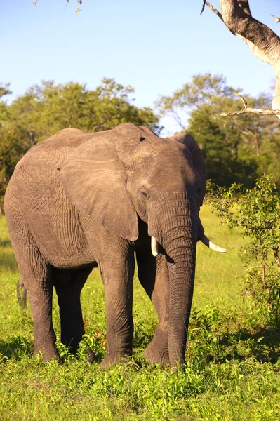 Nagy elefánt bika — Stock Fotó