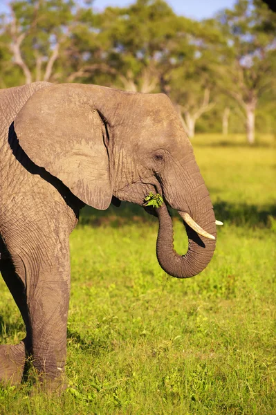 Grote olifant stier — Stockfoto
