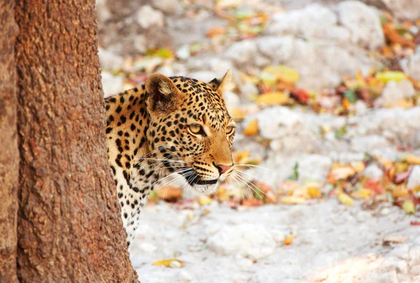 Leopardo parado detrás del árbol — Foto de Stock