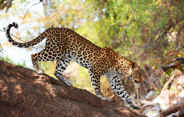 Leopardo em pé na árvore — Fotografia de Stock