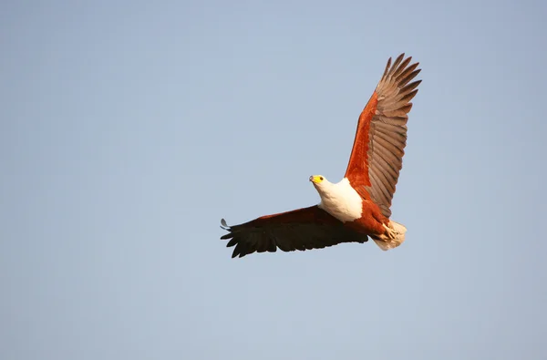 Aquila pescatrice africana (Haliaeetus vocifer) — Foto Stock