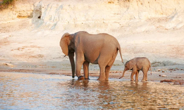 Stado słoni afrykańskich — Zdjęcie stockowe