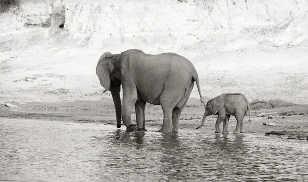 stock image Herd of African elephants