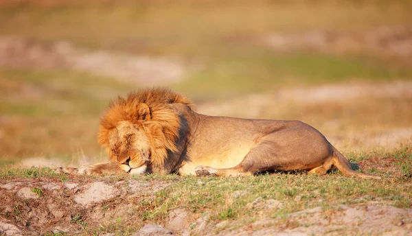 Lion (panthera leo) i savannah — Stockfoto