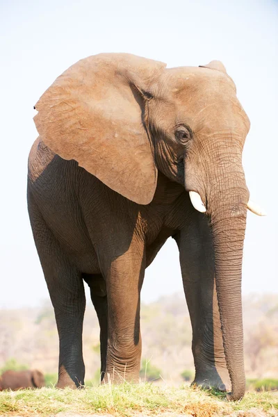 Bika nagy afrikai elefánt — Stock Fotó