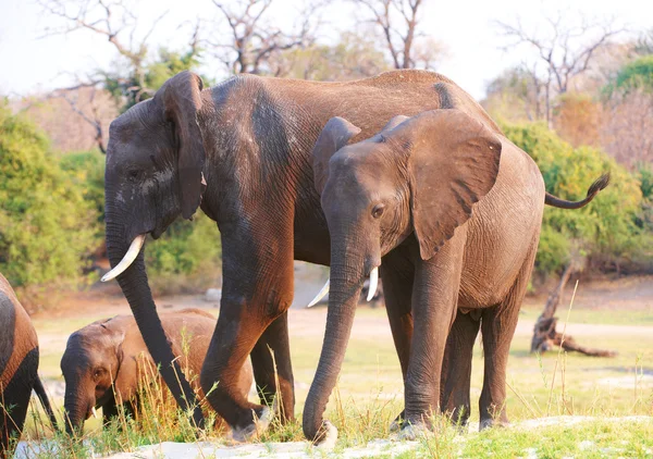 Μεγάλο κοπάδι των αφρικανικών ελεφάντων — Φωτογραφία Αρχείου