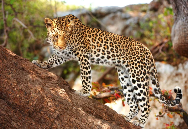 Leopardi seisoo puussa — kuvapankkivalokuva