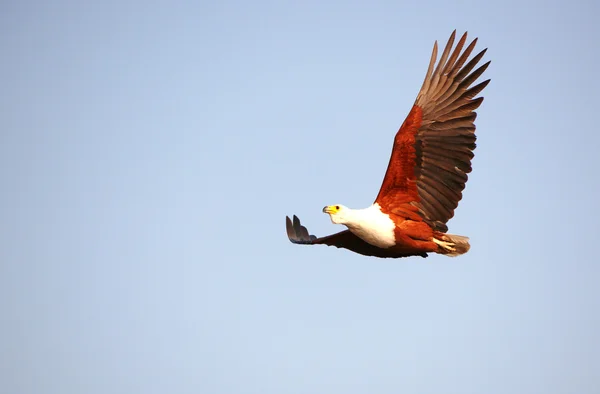 非洲鱼鹰（Haliaeetus vocifer）) — 图库照片